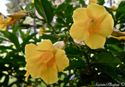 20th Jul 2013 - Alamanda  ( Trumpet Plant )