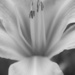 Gray flower by aecasey