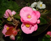 17th Jul 2013 - Begonia