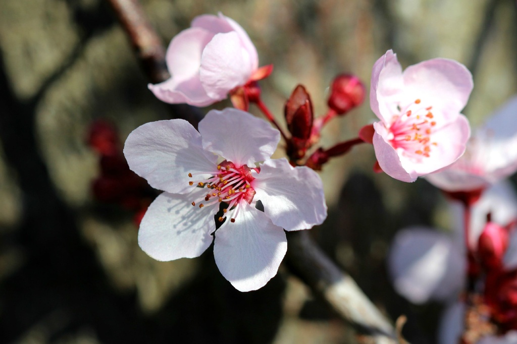 Plum Blossoms by melinareyes