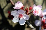 21st Feb 2013 - Plum Blossoms