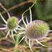 Fuller's teasel by pdulis