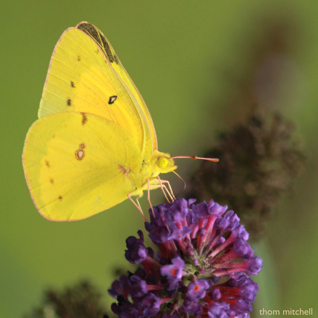 Orange Sulphur (first of the year) by rhoing
