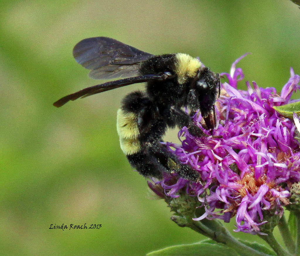 Pollen covered bee by grannysue