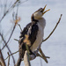 Little Pied Cormorant by goosemanning