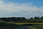 20th Jul 2013 - Cornfield Country