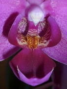 15th Jul 2013 - Orchid
