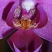 Orchid by gabis