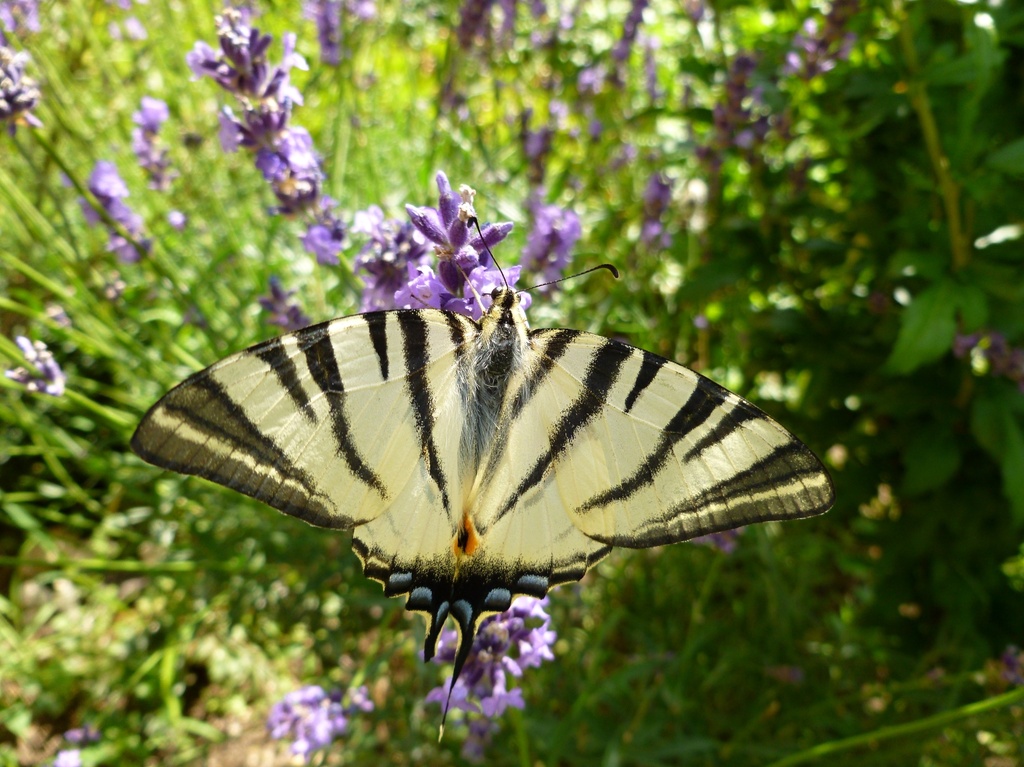 Butterfly by gabis