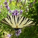Butterfly by gabis