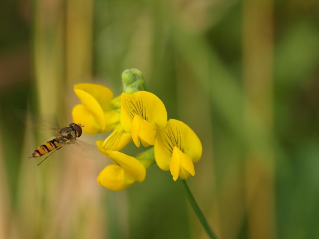 Hover fly 30th July 2011 by barrowlane