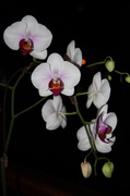 19th Jul 2013 - Orchid