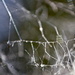 Cobwebs  by sugarmuser