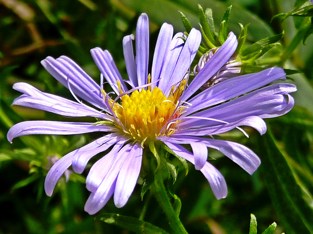 Wild Aster by denisedaly