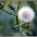 Thistle Seed Ball by gardencat