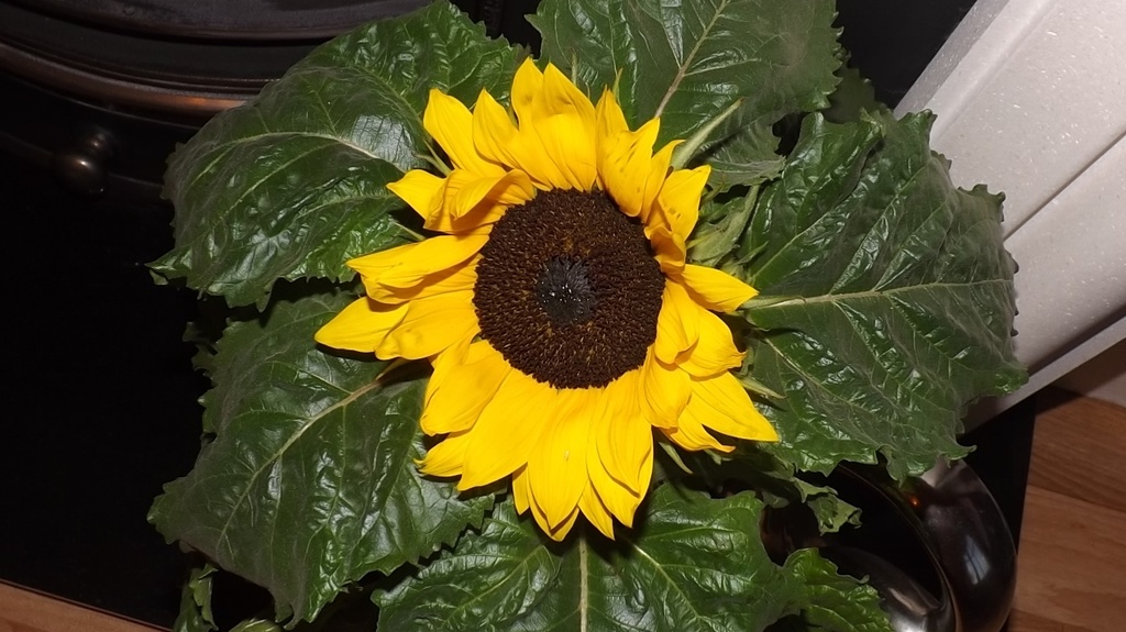 Pottted Sunflower by plainjaneandnononsense
