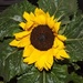 Pottted Sunflower by plainjaneandnononsense
