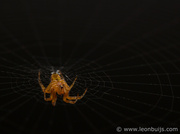 21st Jul 2013 - Golden Spider