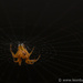 Golden Spider by leonbuys83