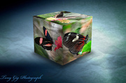 21st Jul 2013 - Butterfly Cube