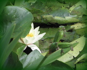 21st Jul 2013 - Water lily