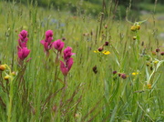 15th Jul 2013 - High Mountain Meadow  