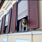 17th Jul 2013 - Window Sill Dog