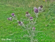 21st Jul 2013 - Thistle do today.