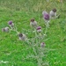 Thistle do today. by ladymagpie