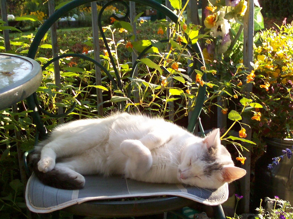 Cat Nap in the Morning Sun by julie