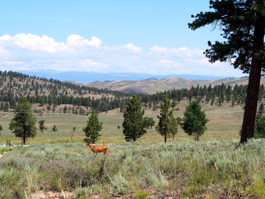 Mule Deer by tosee