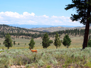 17th Jul 2013 - Mule Deer