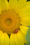 21st Jul 2013 - The Ladybug 