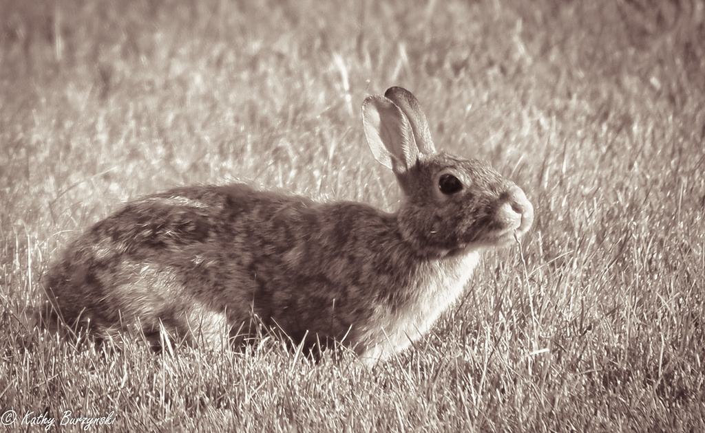 Soft Bunny - (does look better viewed larger - but most photos do) by myhrhelper