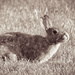 Soft Bunny - (does look better viewed larger - but most photos do) by myhrhelper