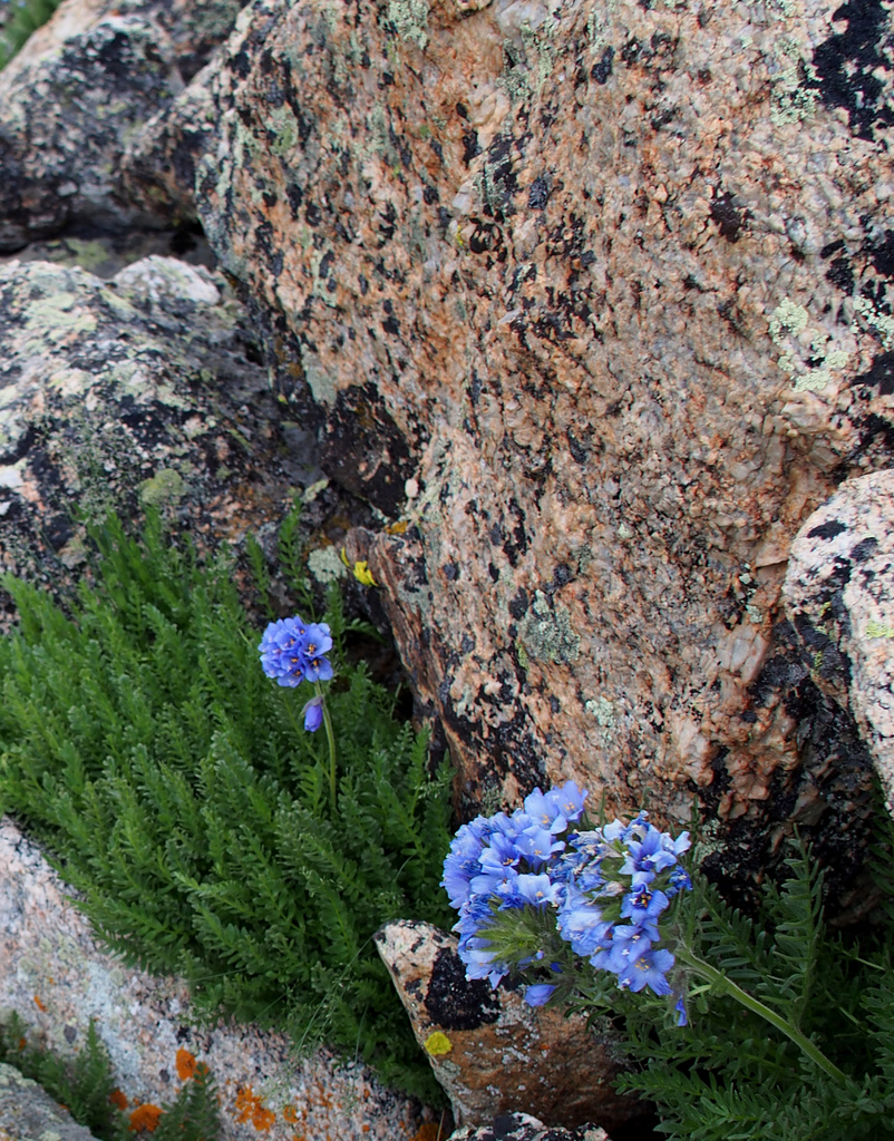 Boulders and Flowers by tosee
