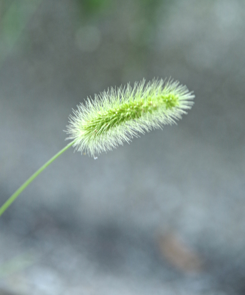 Fuzzy Grass by houser934