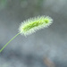 Fuzzy Grass by houser934