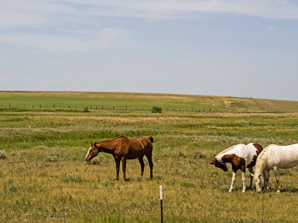 The Western Horse by tosee