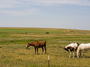 20th Jul 2013 - The Western Horse