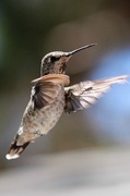 7th Jul 2013 - Hungry Hummingbird
