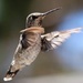 Hungry Hummingbird by melinareyes