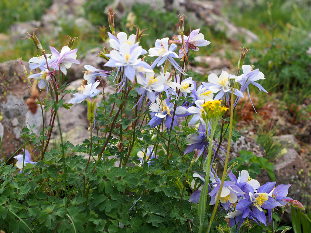 Columbine by tosee