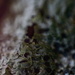 Moss by sugarmuser