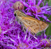 21st Jul 2013 - Skipper Butterfly  