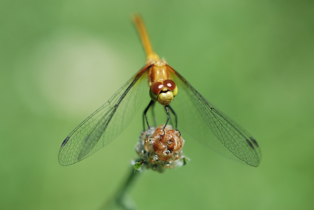 Dragonfly  by farmreporter