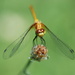 Dragonfly  by farmreporter