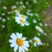 Barnyard Flowers by mrsbubbles