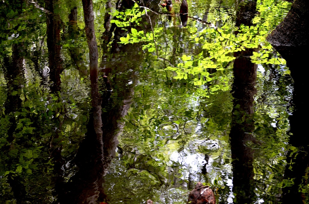 Reflections in Four Holes Swamp, Dorchester County, SC by congaree
