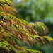 Laceleaf Japanese Maple by calm